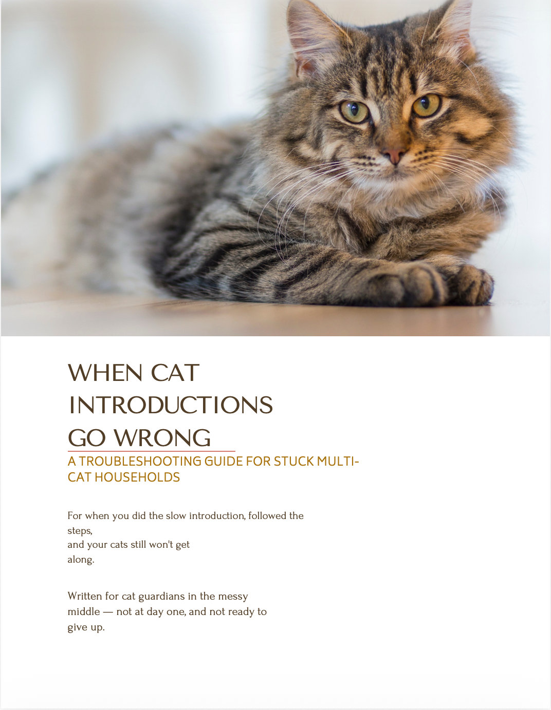 When Cat Introductions Go Wrong Troubleshooting Guide